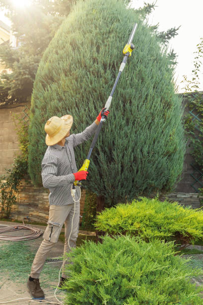 Trusted Sea Cliff, NY Tree Removal and Landscaping Services Experts